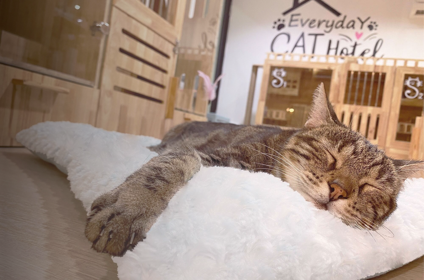 แมวนอนหลับพักผ่อนอย่างสบายที่ Everyday Cat Hotel