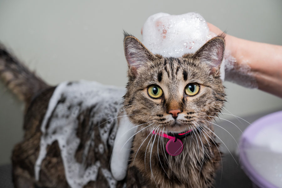 Pet grooming promo 2