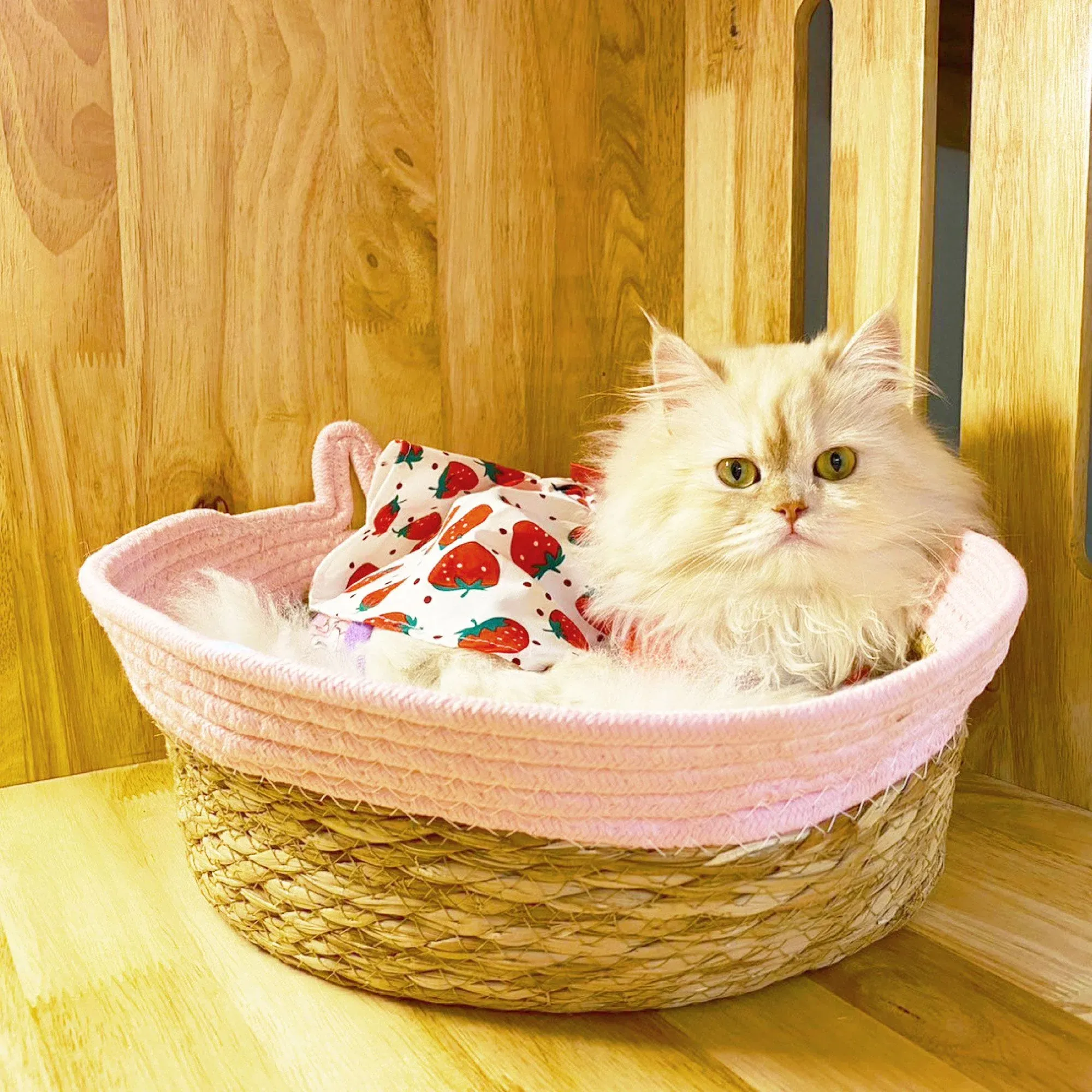 น้องแมวขนยาวสีครีมนอนในตะกร้าหวาย